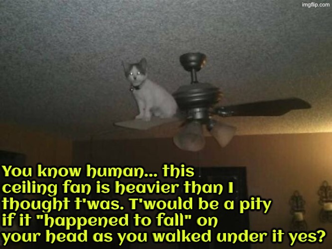 T'would Be A Pity | You know human... this ceiling fan is heavier than I thought t'was. T'would be a pity if it "happened to fall" on your head as you walked under it yes? | image tagged in cats,funny cats,kill you cat,there are no accidents,psychopath,cursed image | made w/ Imgflip meme maker