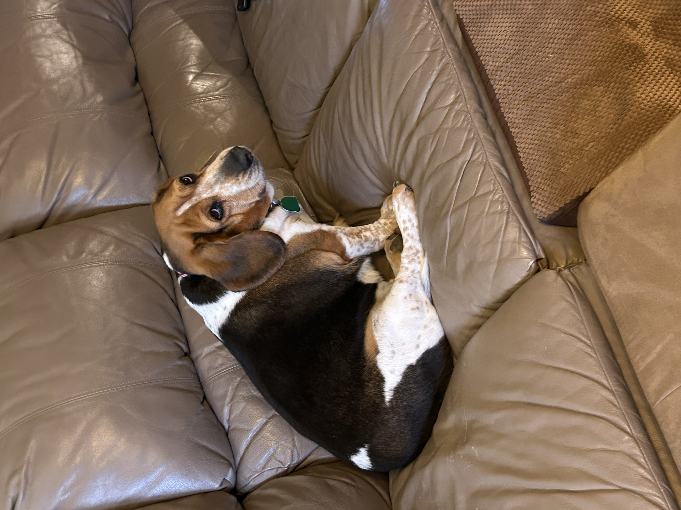 Sad puppy Blank Meme Template