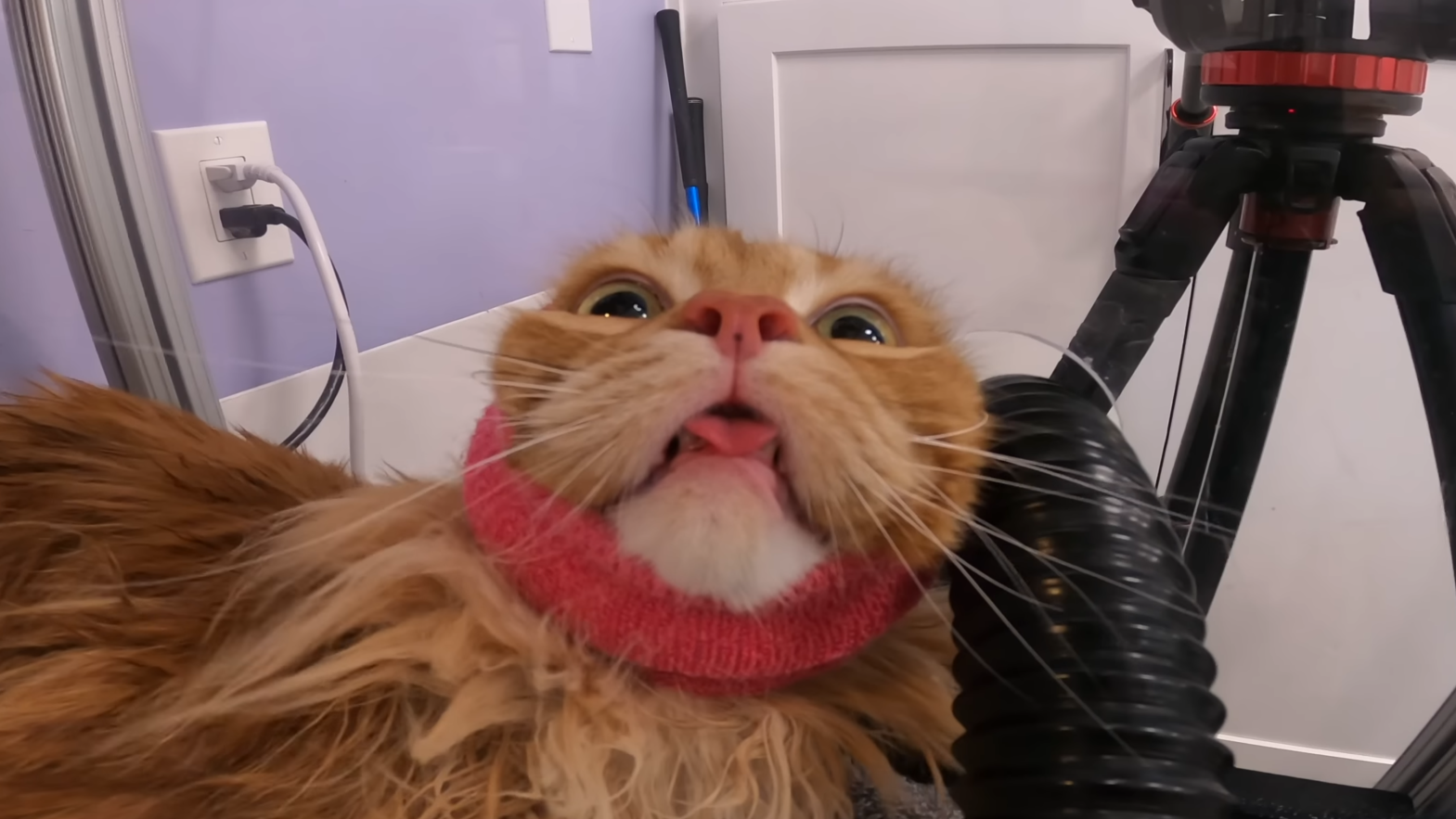 cat seeing god Blank Meme Template