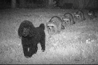 Bandits Blank Meme Template