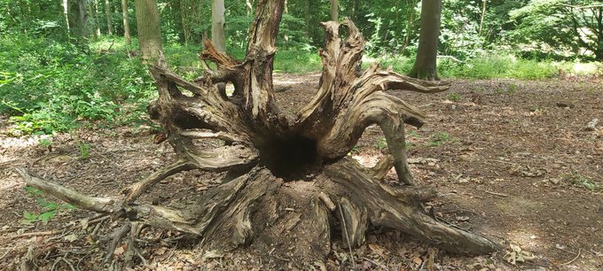 spider Blank Meme Template