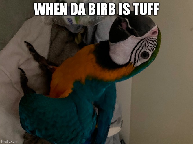 Birb | When da Birb is tuff | image tagged in birb | made w/ Imgflip meme maker