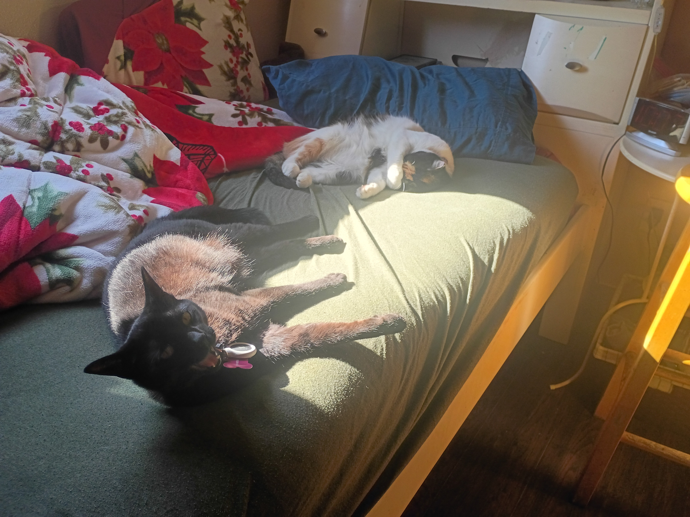 High Quality Lazy cats Blank Meme Template