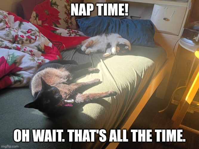 Lazy cats | NAP TIME! Oh wait. That's all the time. | image tagged in lazy cats | made w/ Imgflip meme maker
