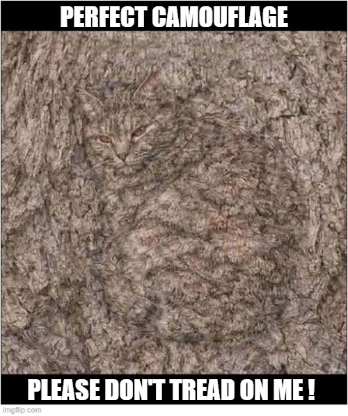 Be Careful Now ! | Perfect Camouflage; Please Don't Tread On Me ! | image tagged in cats,camouflage,be careful | made w/ Imgflip meme maker