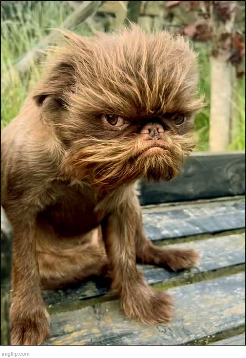 What Is He Thinking ? | image tagged in dogs,facial expressions,thinking | made w/ Imgflip meme maker