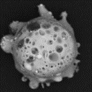 Gun Shot Residue Blank Meme Template