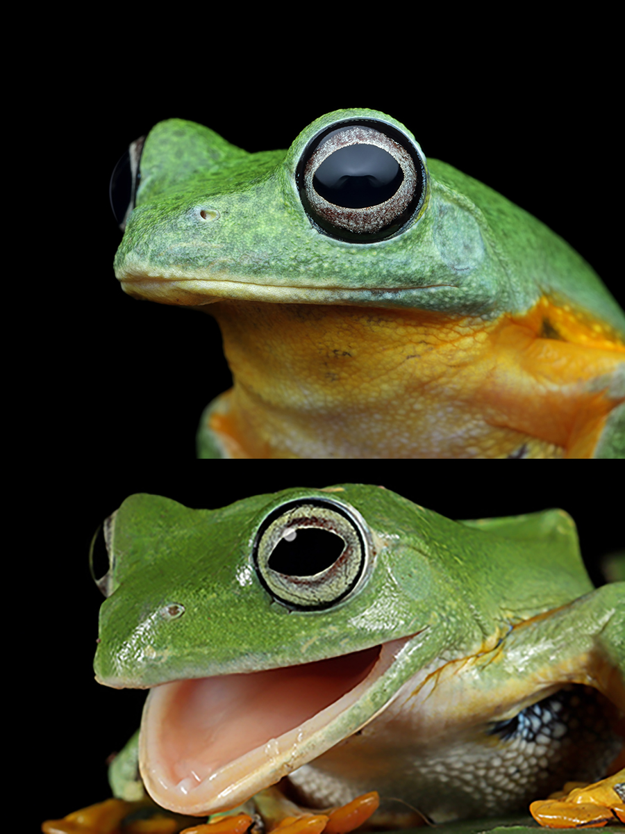 Frog speaks Blank Meme Template