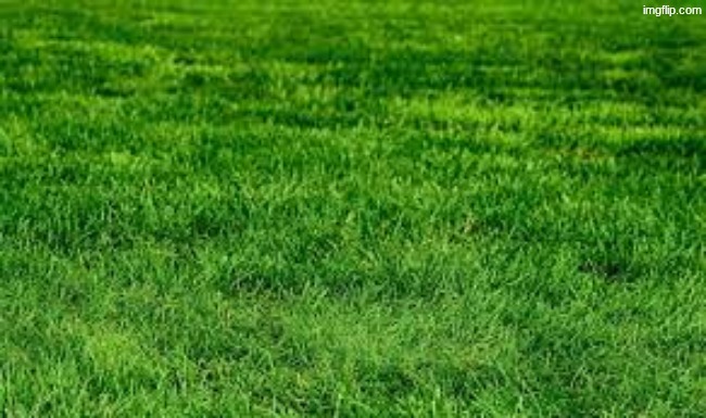 touching grass | image tagged in touching grass | made w/ Imgflip meme maker