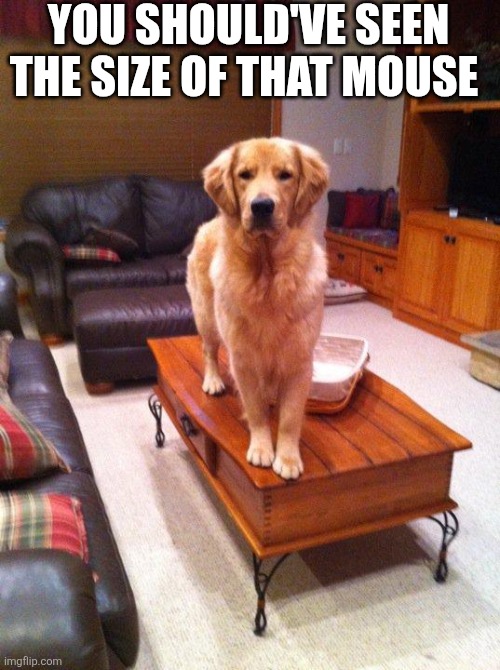 You Should've Seen The Size Of That Mouse | You should've seen the size of that mouse | image tagged in coffee table dog | made w/ Imgflip meme maker