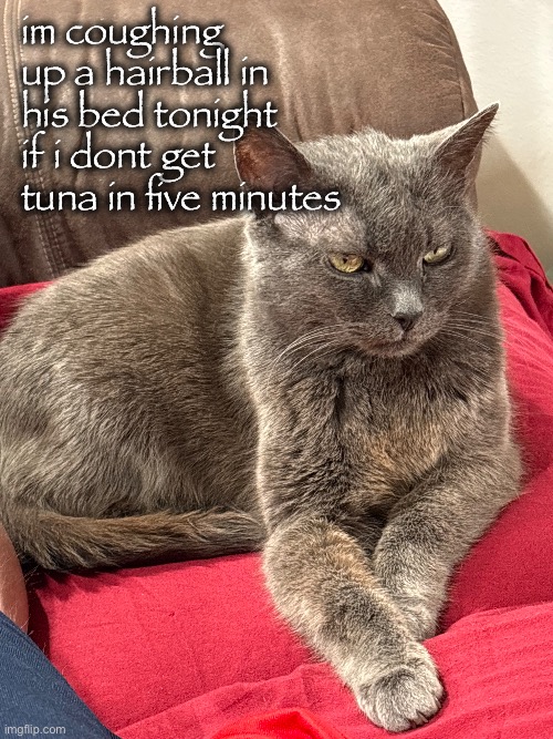 Frustrated cat | im coughing up a hairball in his bed tonight if i dont get tuna in five minutes | image tagged in cat,grumpy cat,funny cat,cats,lolcats,cute cat | made w/ Imgflip meme maker
