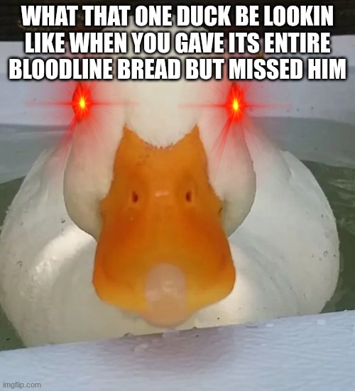 duck | what that one duck be lookin like when you gave its entire bloodline bread but missed him | image tagged in ducks,bread,staring | made w/ Imgflip meme maker