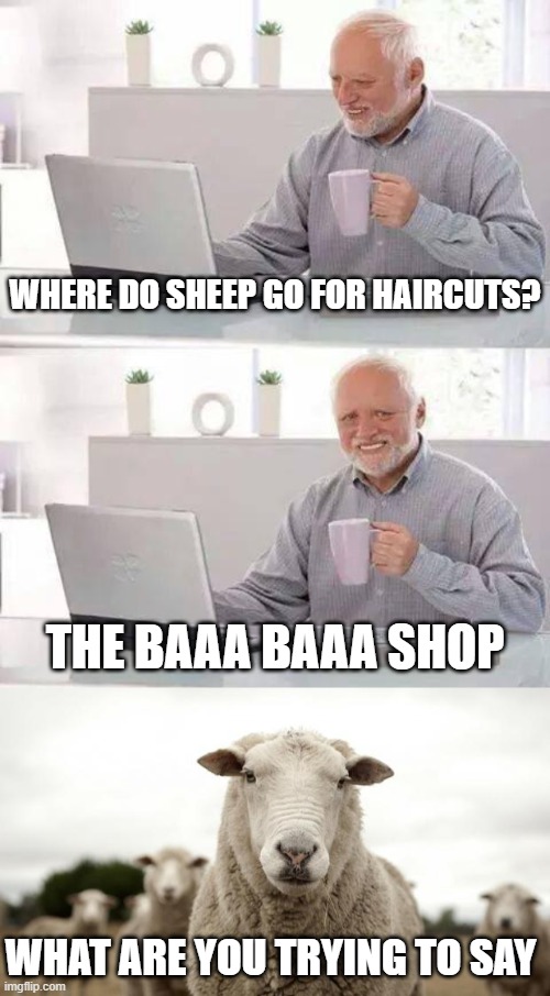 Baa baaa | Where do sheep go for haircuts? The Baaa Baaa shop; What are you trying to say | image tagged in memes,hide the pain harold,sheep | made w/ Imgflip meme maker