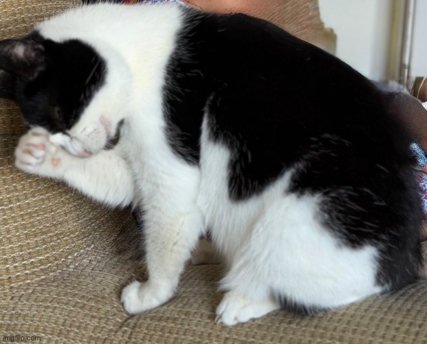 Cat face plant | When you try to act natural but remember something embarrassing from 7 years ago mid-stretch. | image tagged in fyp,cat | made w/ Imgflip meme maker