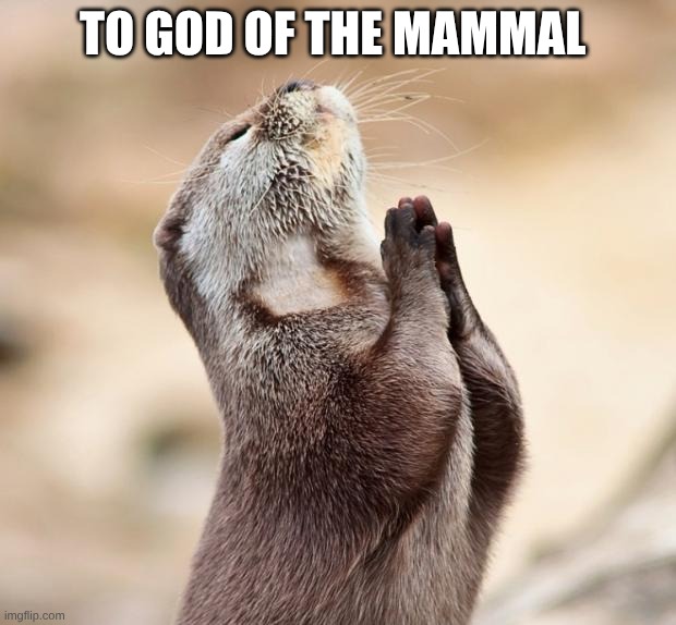 pray | to God of the mammal | image tagged in animal praying | made w/ Imgflip meme maker
