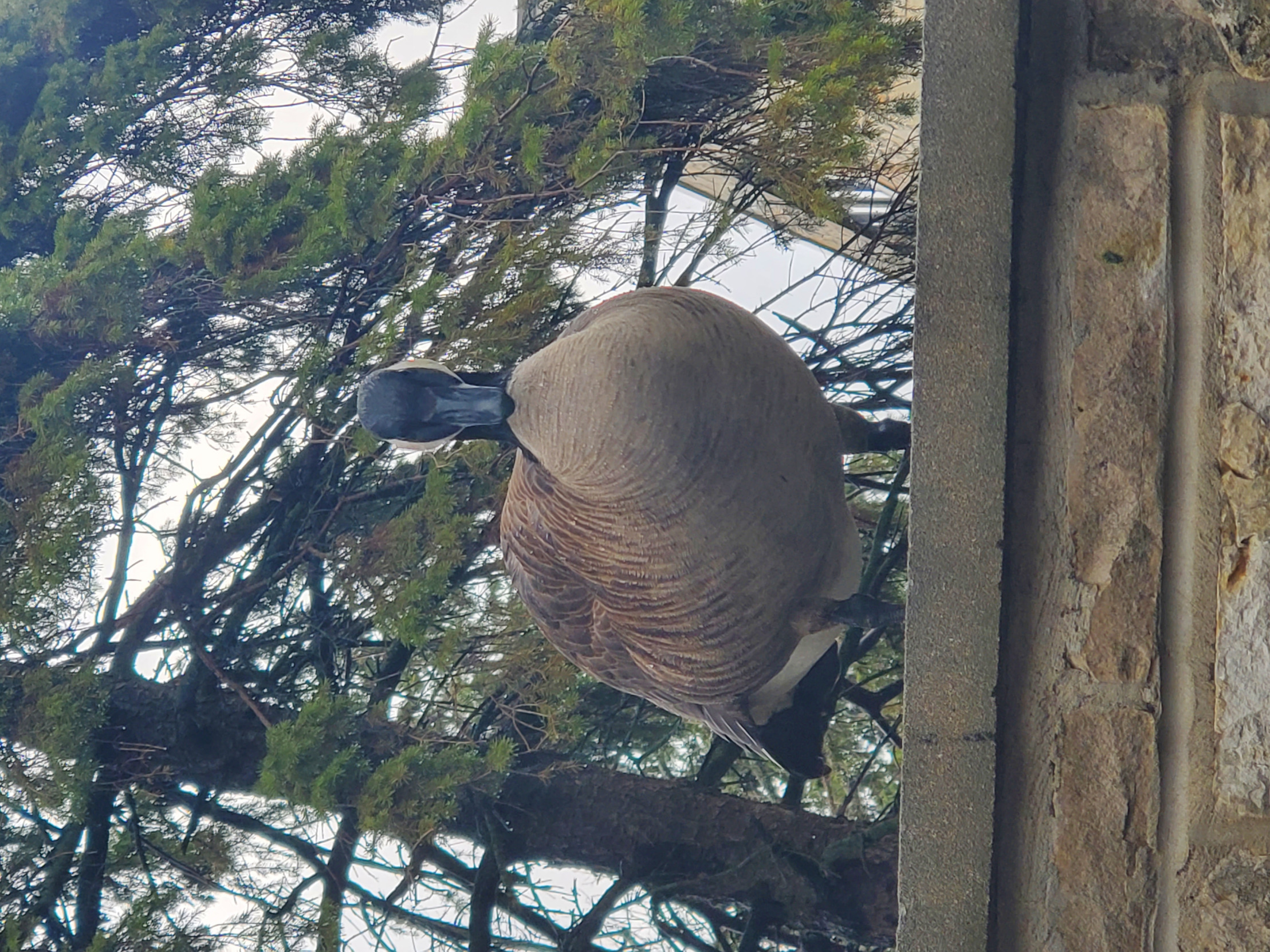 Goose watching Blank Meme Template