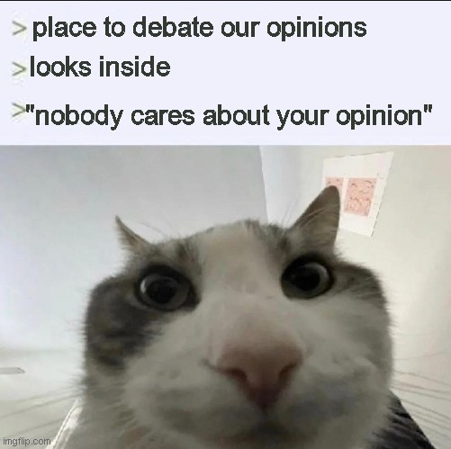 Cat looks inside | place to debate our opinions looks inside "nobody cares about your opinion" | image tagged in cat looks inside | made w/ Imgflip meme maker