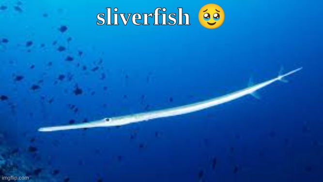 my memeing level is on one that you shall never understand | sliverfish 🥹 | image tagged in idk,sliverfish,meme | made w/ Imgflip meme maker