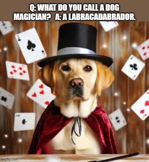 What do you call a dog that is a magician? | Q: What do you call a dog magician?   A: A labracadabrador. | image tagged in funny,humor,dogs,magician,play on words,funny dog memes | made w/ Imgflip meme maker