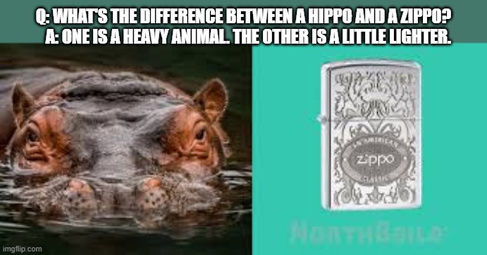 What is the difference between a hippo and a zippo?    --  funny  -- | Q: What's the difference between a hippo and a zippo?    A: One is a heavy animal. The other is a little lighter. | image tagged in funny,humor,joke,hippo,hippopotamus,play on words | made w/ Imgflip meme maker
