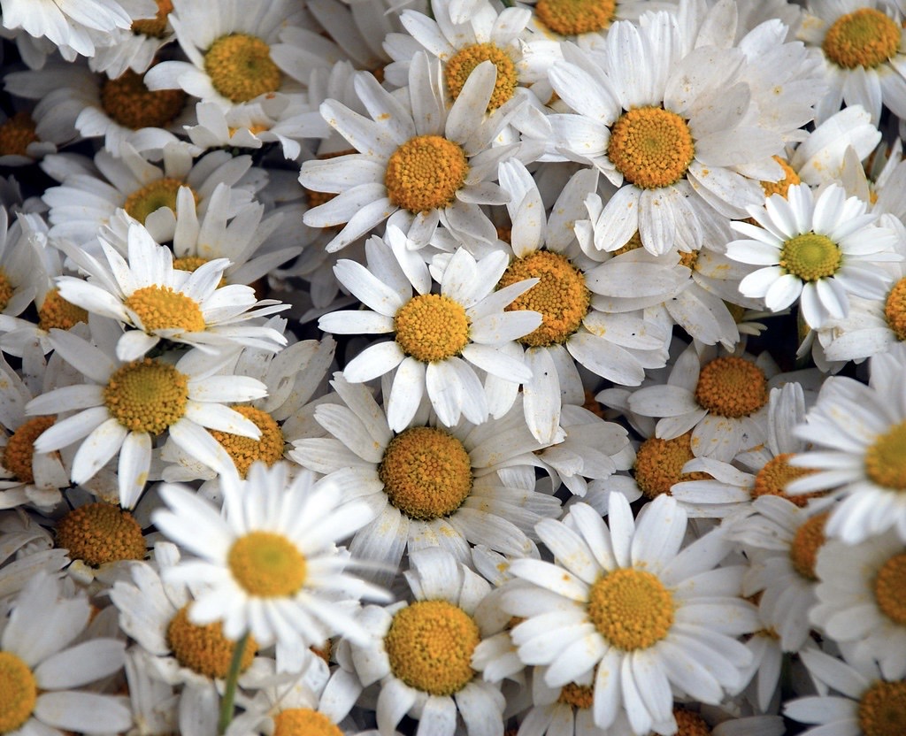 Daily Flower Mirror Image Mode Blank Meme Template