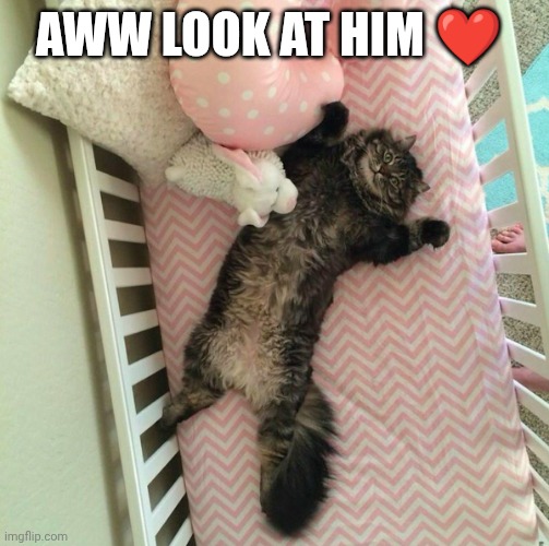 A cute Cat in a crib ❤️ | Aww look at him ❤️ | image tagged in kitty cat lying in crib 1 5 | made w/ Imgflip meme maker
