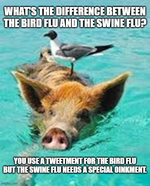 What's the difference between the bird flu and the swine flu?    --  funny  -- | What's the difference between the bird flu and the swine flu? you use a tweetment for the bird flu but the swine flu needs a special oinkment. | image tagged in funny,humor,play on words,pigs,birds,medical | made w/ Imgflip meme maker