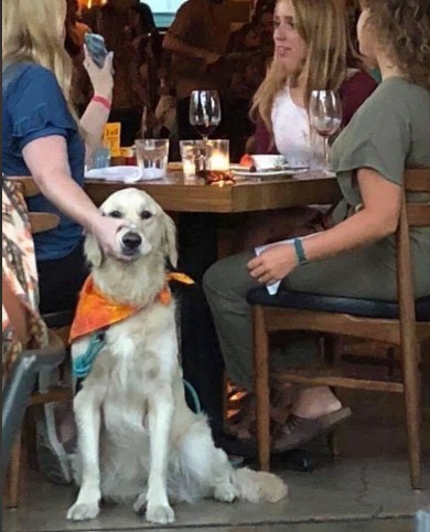 mute dog Blank Meme Template