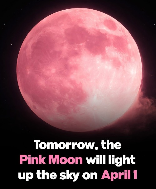 image tagged in pink moon,1 april 2026 | made w/ Imgflip meme maker