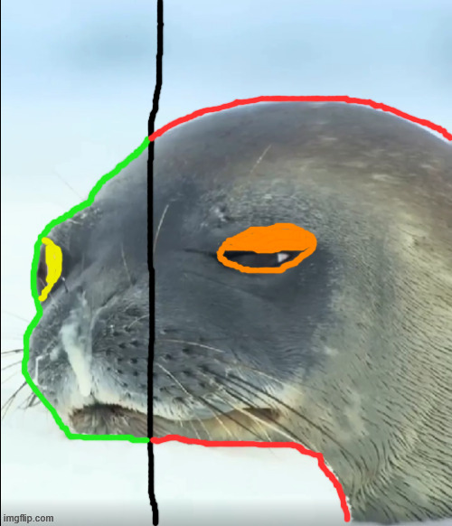 better seal with two options | image tagged in seal | made w/ Imgflip meme maker