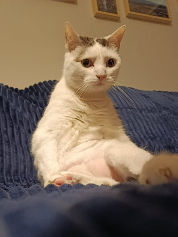 Unhappy cat Blank Meme Template