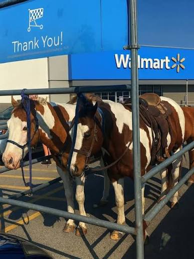 Horse Blank Meme Template