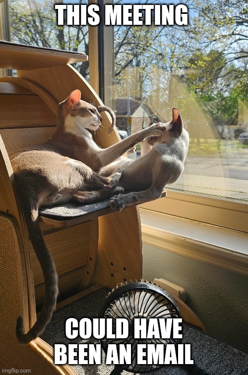 Paw around and find out (PAFO) | This meeting; Could have been an email | image tagged in cats,siamese cat,oriental shorthair,meeting | made w/ Imgflip meme maker