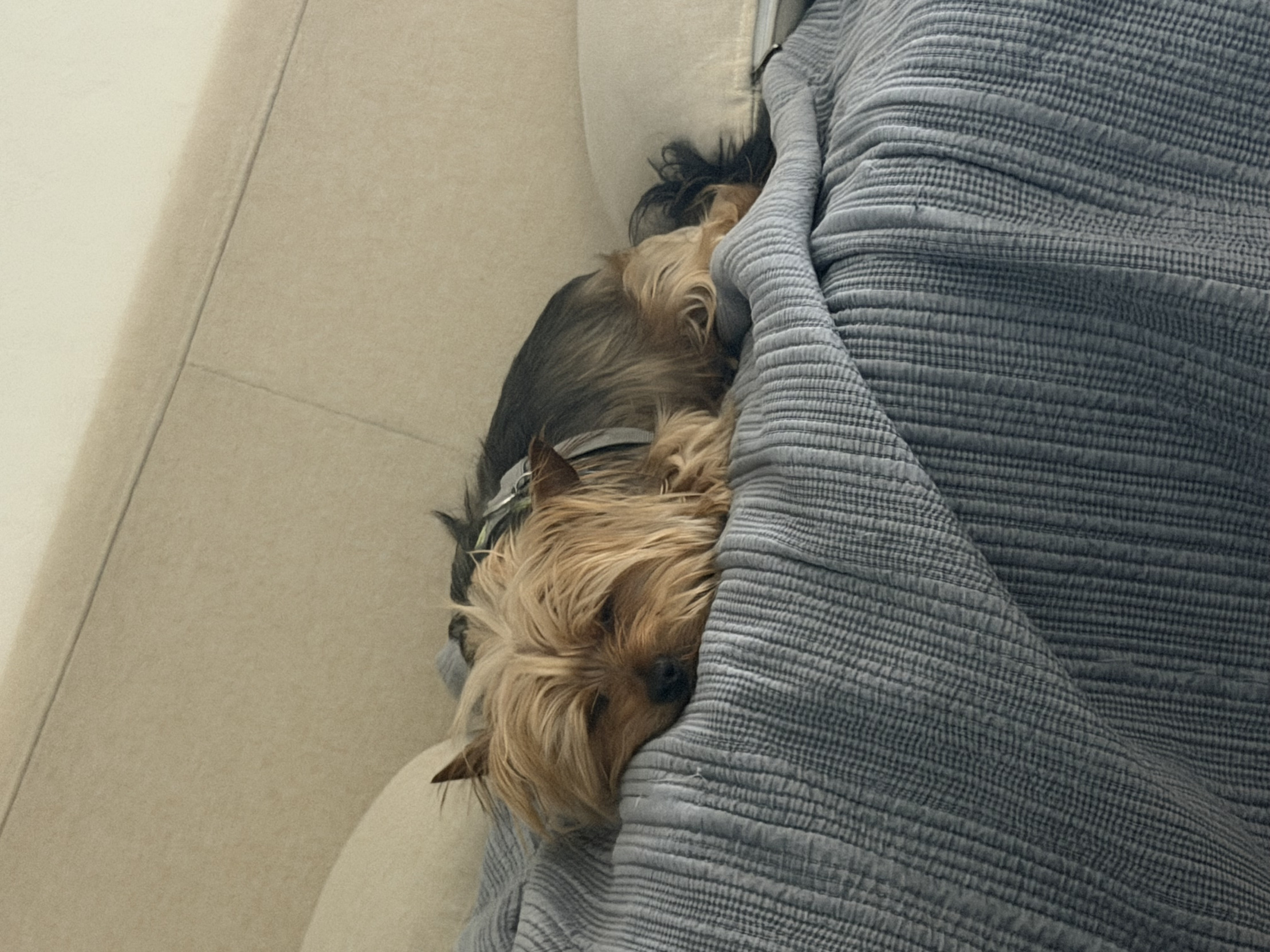 Sleeping doggo Blank Meme Template