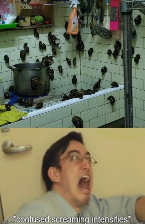 Dafuq with all the snails | image tagged in cursed images,what a terrible day to have eyes,unsee juice,can't unsee,drink bleach,confused screaming | made w/ Imgflip meme maker
