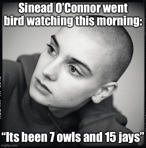 Nothing compares to birds | Sinead O’Connor went bird watching this morning:; “Its been 7 owls and 15 jays” | image tagged in sinead o'connor,birds,bird,watching,bad pun | made w/ Imgflip meme maker
