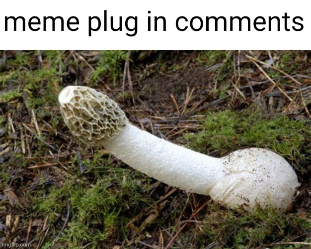 Check out this cool mushroom | meme plug in comments | image tagged in mushroom,normal,memes,meme plug,plug,upvote | made w/ Imgflip meme maker