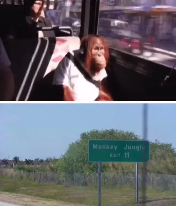 Monkey Jungle Blank Meme Template