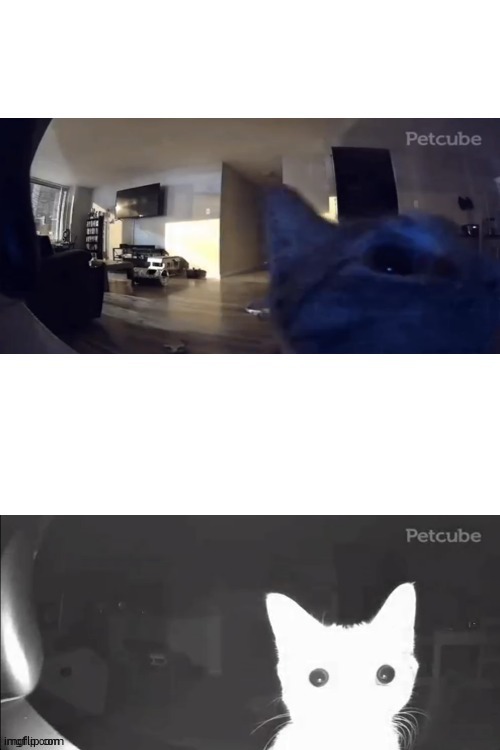 Cat gets Flashbanged | image tagged in cat gets flashbanged | made w/ Imgflip meme maker