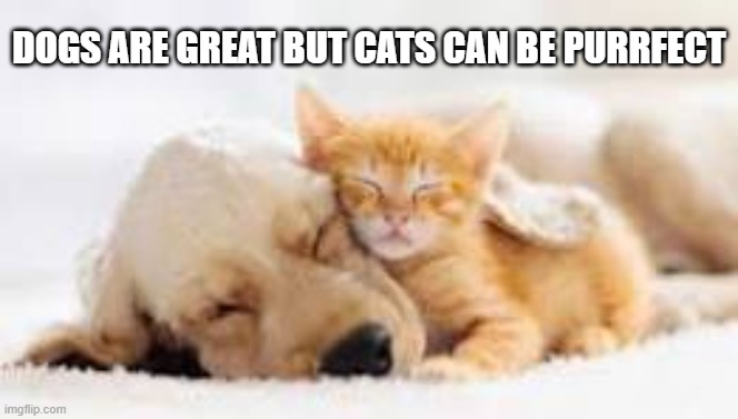 Dogs are great but cats can be purr-fect. | Dogs are great but cats can be purrfect | image tagged in cat,kittens,funny,cute,dogs,humor | made w/ Imgflip meme maker