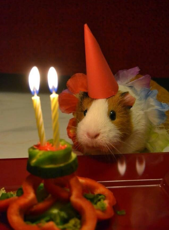 sorry but Blank Meme Template