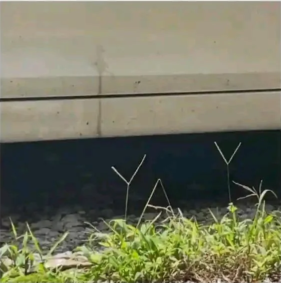 YAY Grass Blank Meme Template