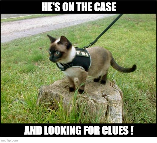 The FBI's Latest Recruit | He's on the case; And looking for clues ! | image tagged in cats,fbi,recruit | made w/ Imgflip meme maker