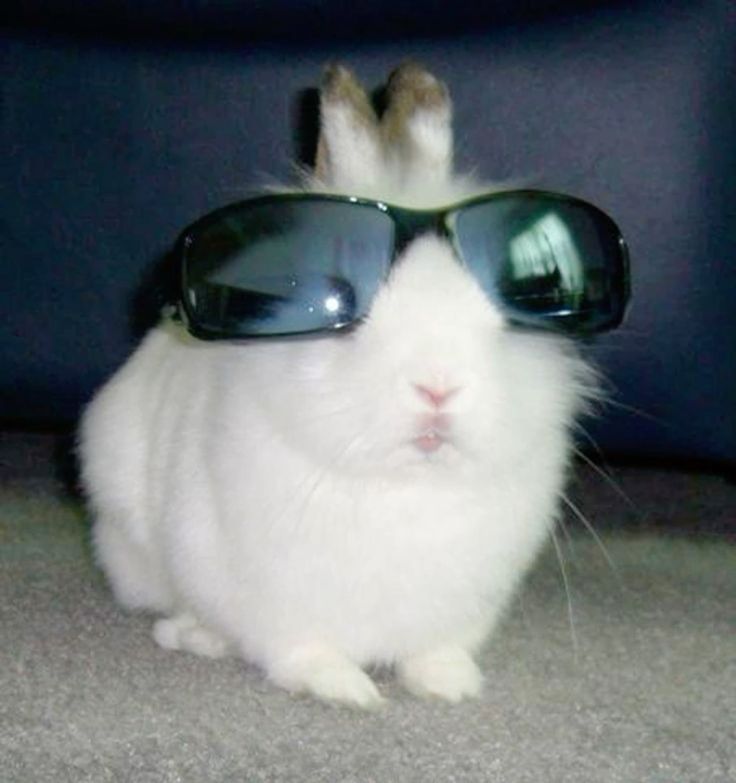 Cool bunny Blank Meme Template