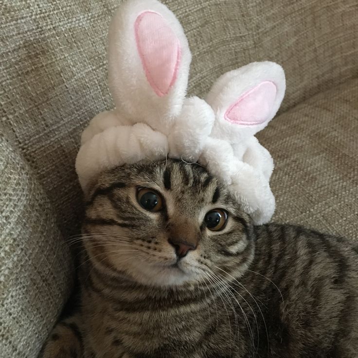 Easter Cat Blank Meme Template