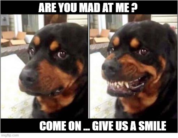 Misreading The Signs ! | Are you mad at me ? Come on ... Give us a smile | image tagged in dogs,misreading,signs | made w/ Imgflip meme maker