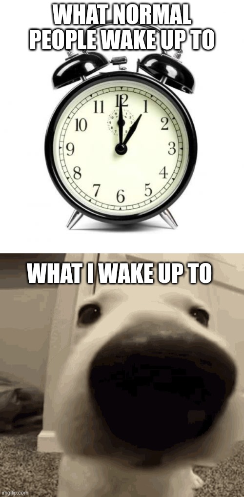 My dog be camping me at this point | What normal people wake up to; What I wake up to | image tagged in memes,alarm clock,sniffing dog | made w/ Imgflip meme maker