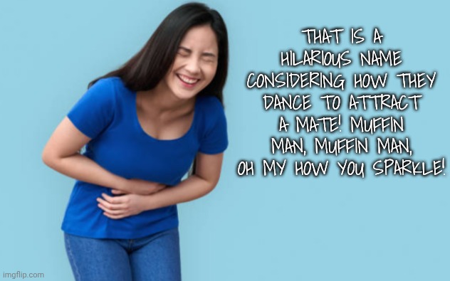 Belly laugh | That is a hilarious name considering how they dance to attract a mate! Muffin man, muffin man, oh my how you sparkle! | image tagged in belly laugh | made w/ Imgflip meme maker