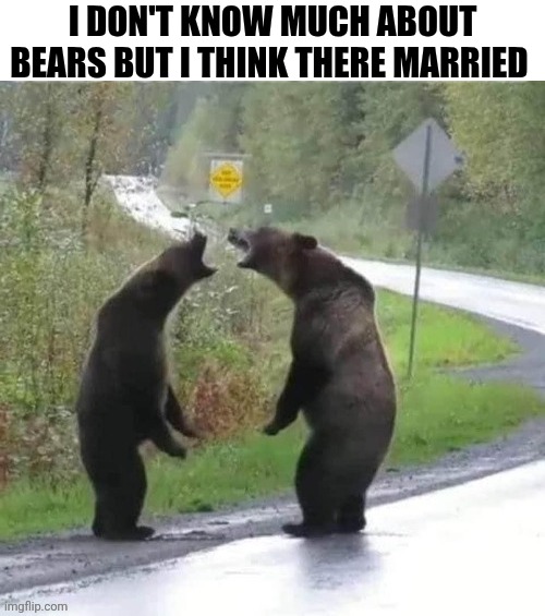 I Don't Know Much About Bears | I don't know much about bears but I think there married | image tagged in chrisjoines1 | made w/ Imgflip meme maker