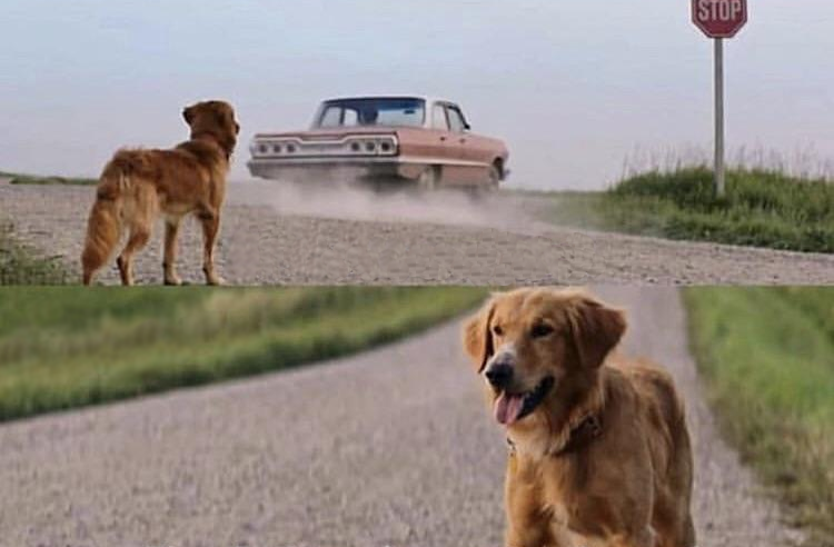 Dog Abandoned on Road by Car Blank Meme Template